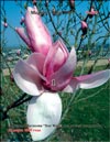 Magnolia «Star Wars»