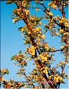 Blooming apple trees