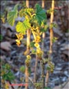 Red currants – Ribes vulgares Lam.