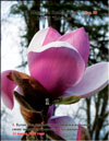 Magnolia «Iolanthe»