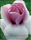 Magnolia «Iolanthe»