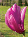 Magnolia «Soulangeana Lenei»