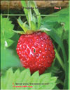 Wild strawberries (Fragaria vesca L.)