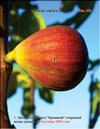 «Bloody» figs (Ficus carica L.)