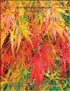 Клён японский (Acer Palmatum Japonicum)