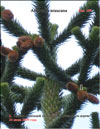 Monkey-puzzle tree (Araucaria araucana)