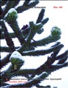 Monkey-puzzle tree (Araucaria araucana)