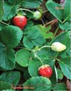 Garden strawberries (Fragaria ananassa)