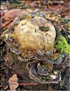 Maitake (Grifona frondosa)