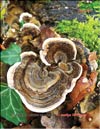 Maitake (Grifona frondosa)