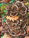 Maitake (Grifona frondosa)