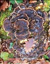 Maitake (Grifona frondosa)