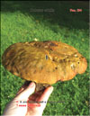 Белые грибы (Boletus edulis)