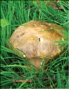 Cep  (Boletus edulis)