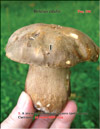 Cep (Boletus edulis)