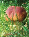 Cep (Boletus edulis)