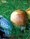 Suillus lureus