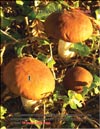 Russula verca Fr.