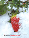 The garden strawberries (Fragaria ananassa)