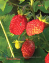 Wild strawberries (Fragaria vesca L.)