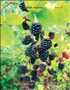 Blackberry (Rubus caesius)