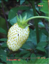 White wild strawberries