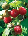 Red raspberry (Rubus daeus)