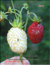 White wild strawberries