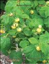 Yellow raspberry (Rubus ellipticus)