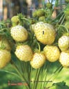 White wild strawberries