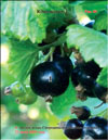 Black currant (Ribes nigrum L.)