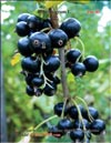 Смородина чёрная (Ribes nigrum L.)